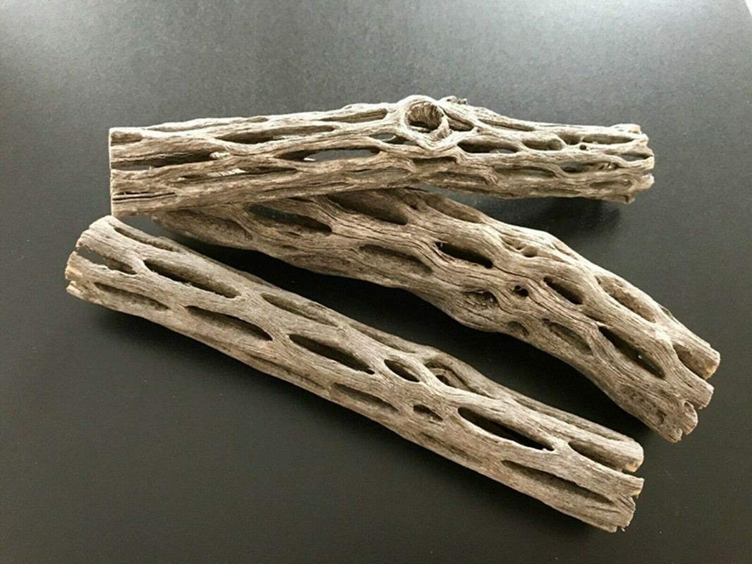 Aquarium Plant Seeds - Organic/Natural Aquarium Cholla Cactus Wood Shrimp