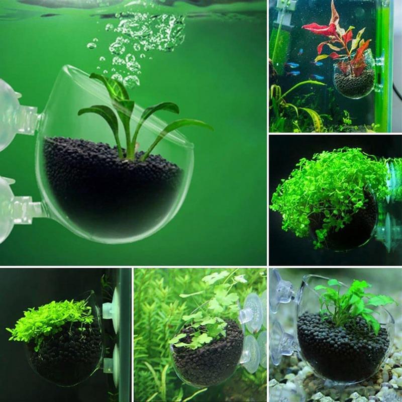 Acrylic Aquatic Plant Cup Aqua - огляд і ціна Aquarium Plant Seeds