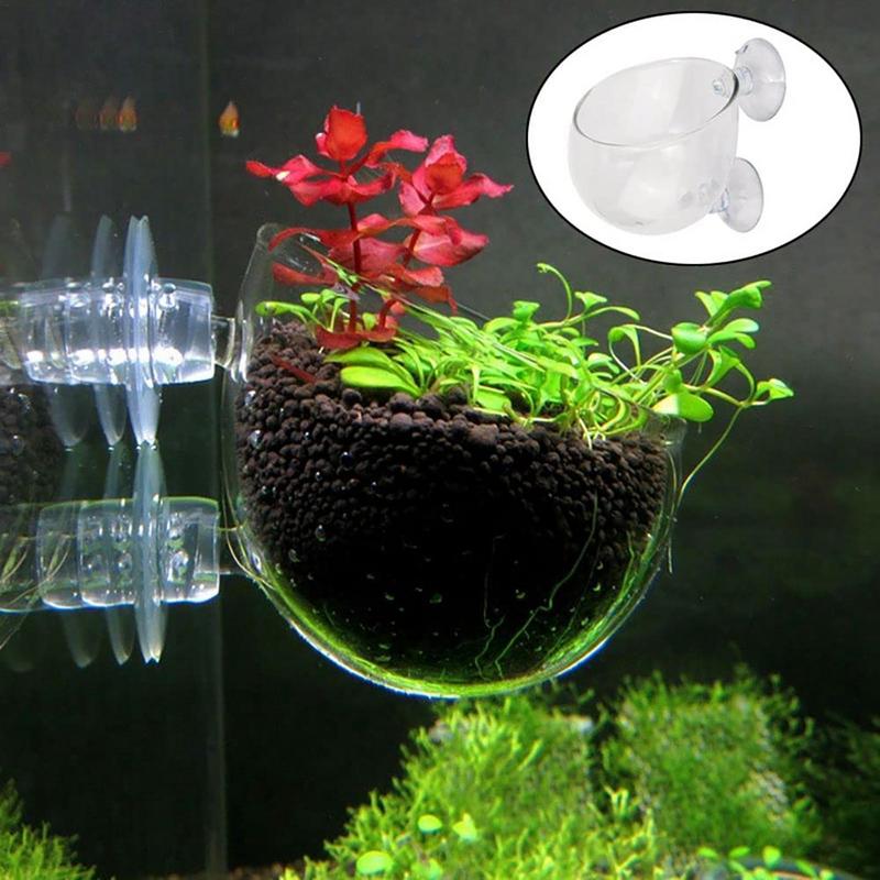 Aquarium Plant Pot Glass Cylin - огляд і ціна Aquarium Plant Seeds