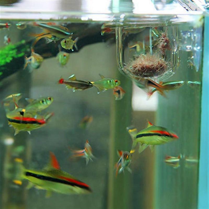 Aquarium Plant Pot Glass Cylin - огляд і ціна Aquarium Plant Seeds
