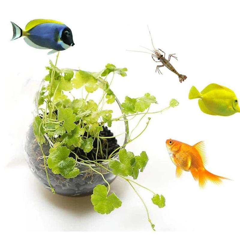 New Aquarium Plant Pot Glass C - огляд і ціна Aquarium Plant Seeds
