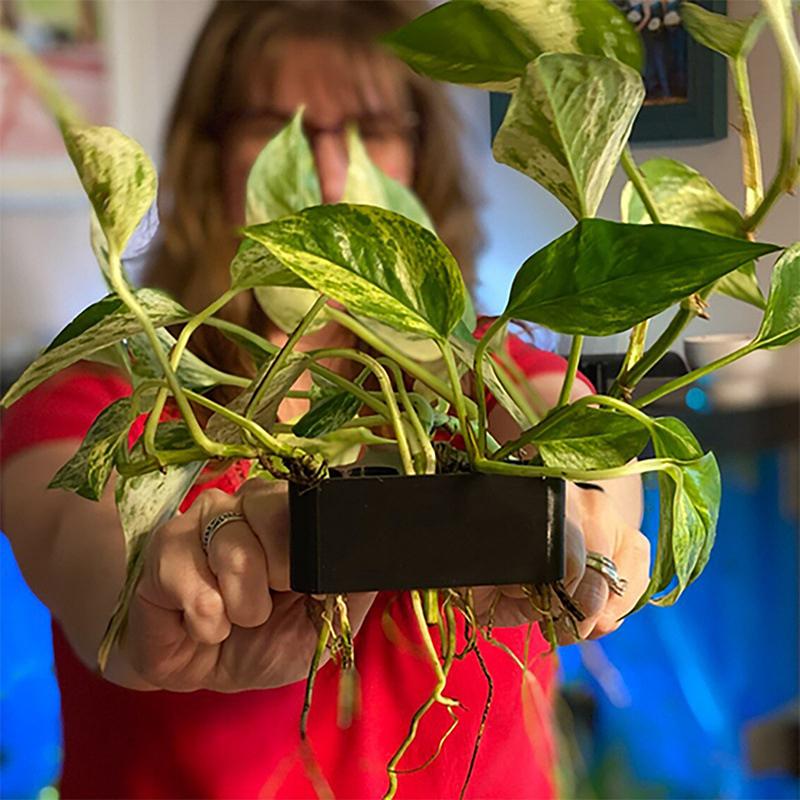 1 2 3Pcs Aquarium Plant Suppor - огляд і ціна Aquarium Planted Set Up