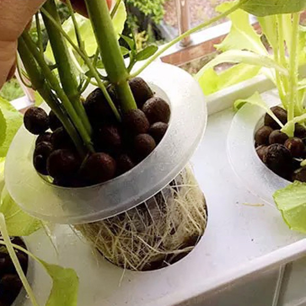 10/50pcs Garden Supplies Aquar - огляд і ціна Aquarium Plant Seeds