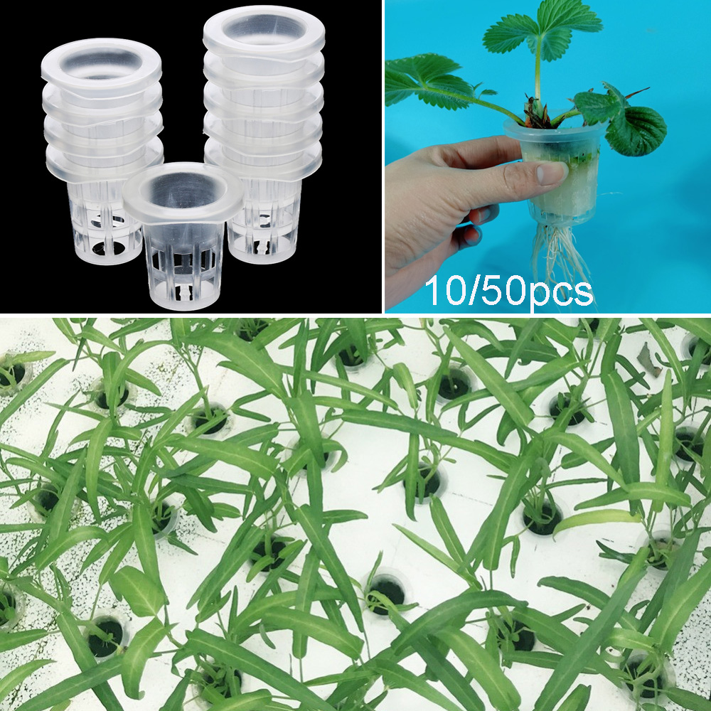 10/50pcs Garden Supplies Aquar - огляд і ціна Aquarium Plant Seeds