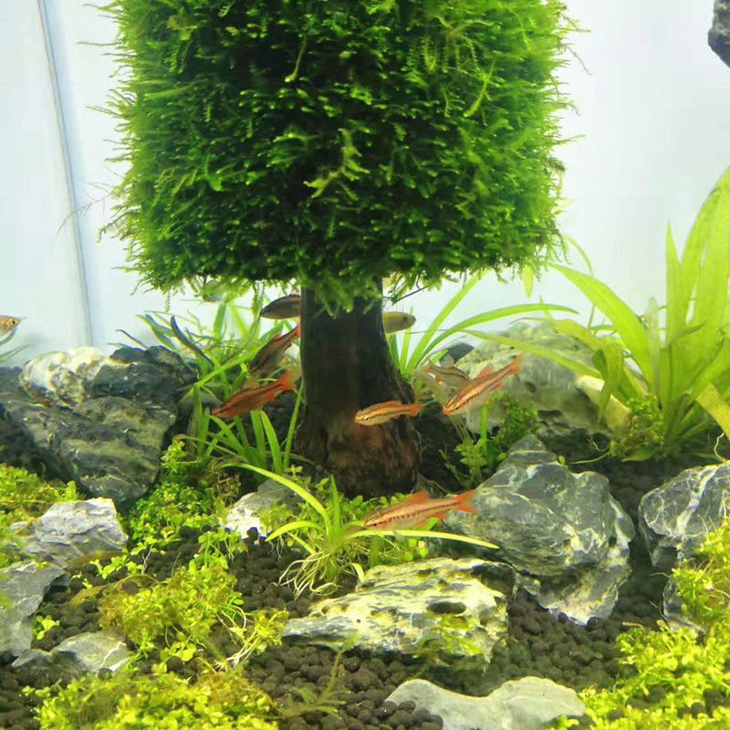 Aquarium Decoration Aquatic Pl - огляд і ціна Aquarium Plant Seeds