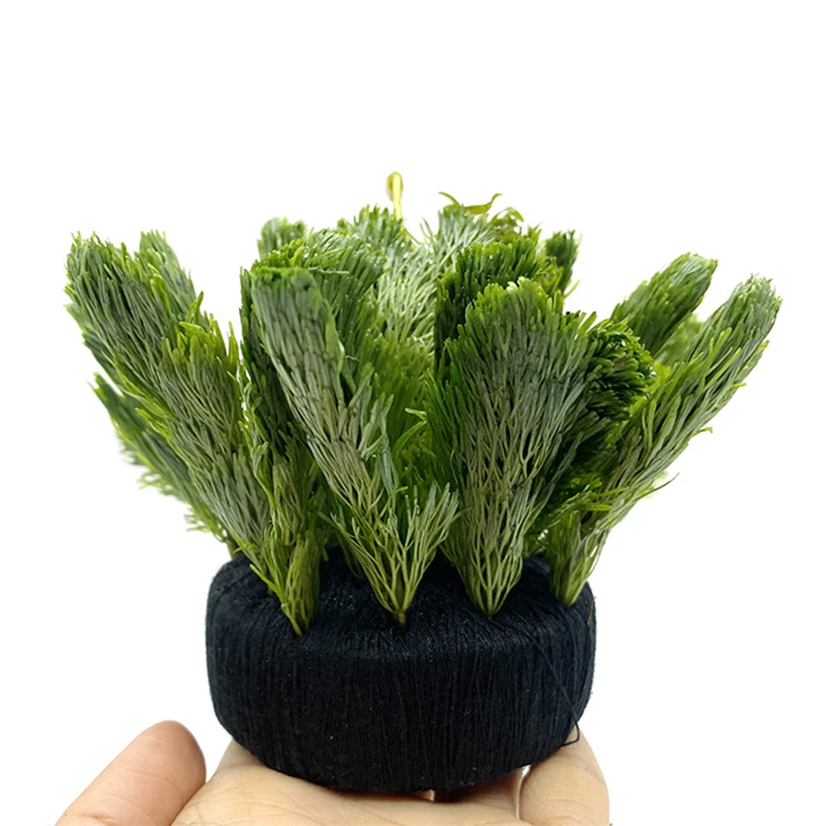 5Pcs Black Fish Tank Water Gra - огляд і ціна Aquarium Plant Roots